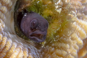 Blenny angry, Veracruz Mexico by Alejandro Topete 